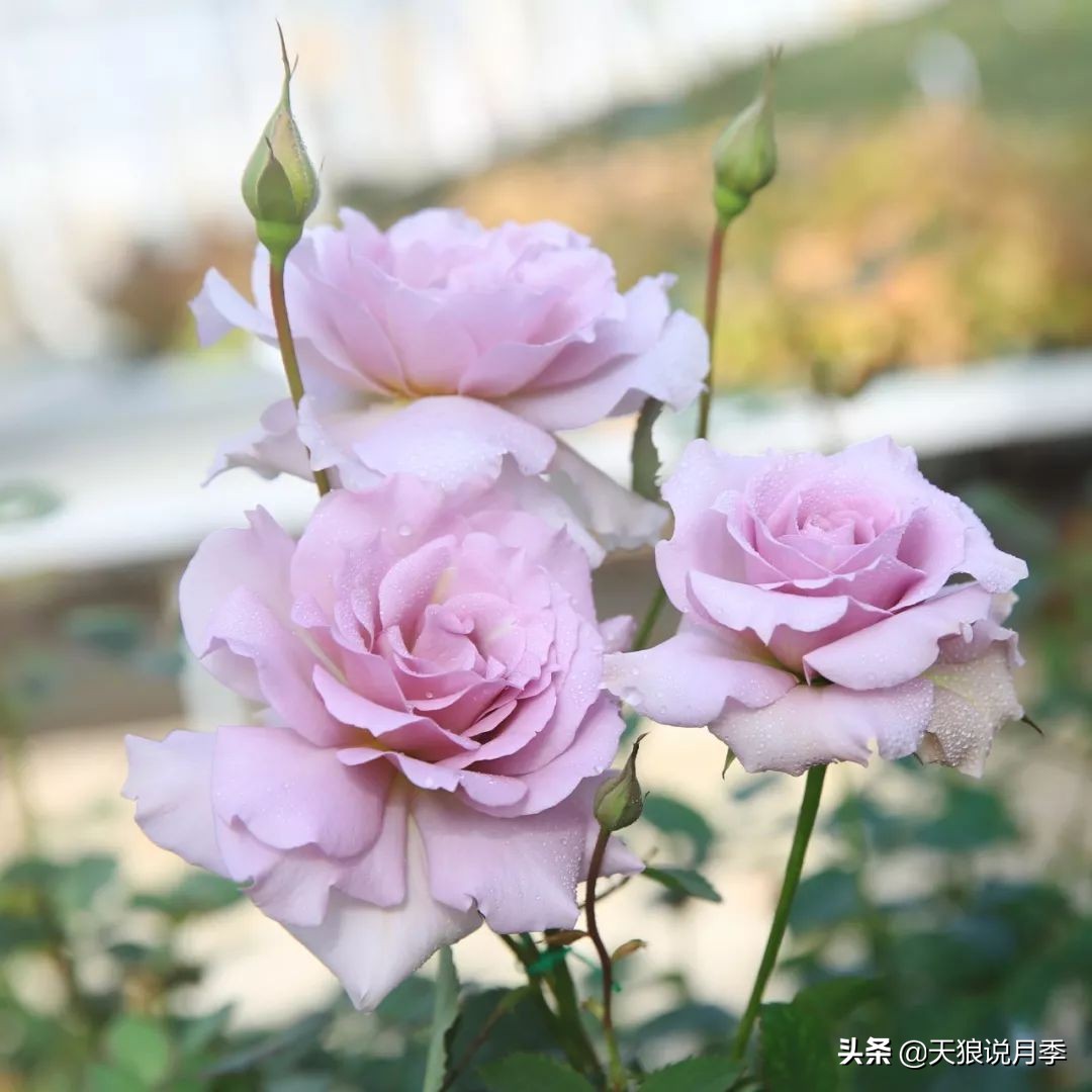 4月最浪漫的一次花开，是171个低价月季小苗带来的巅峰时刻！