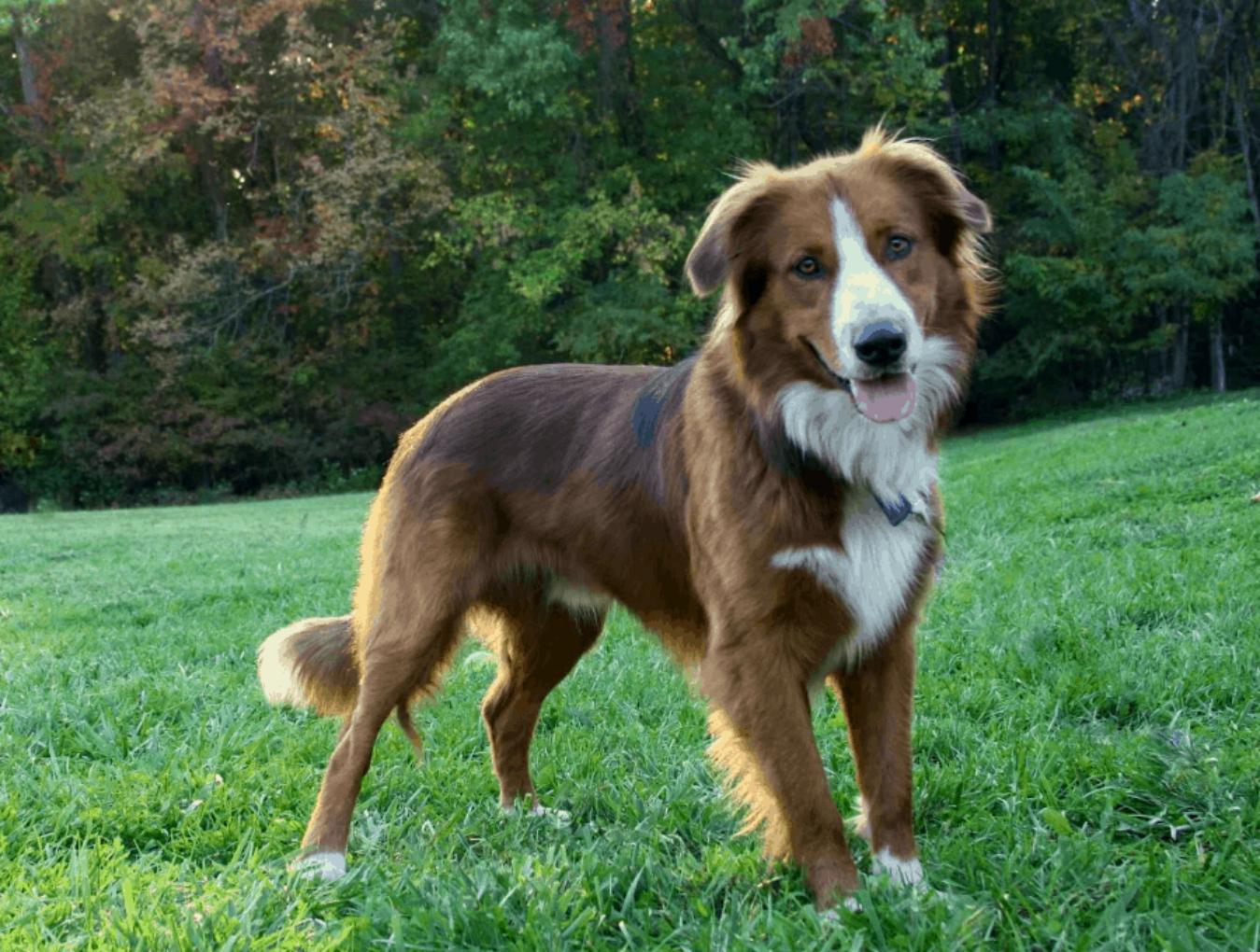 最小放养牧羊犬,宠物5个最好的牧羊犬品种