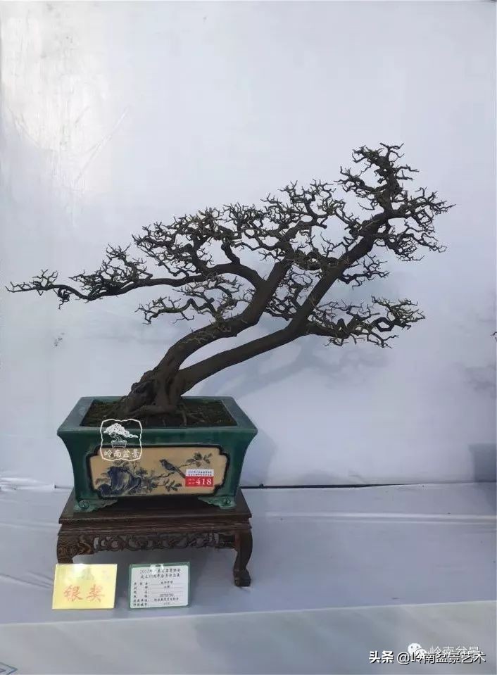 双干树,双干型果树