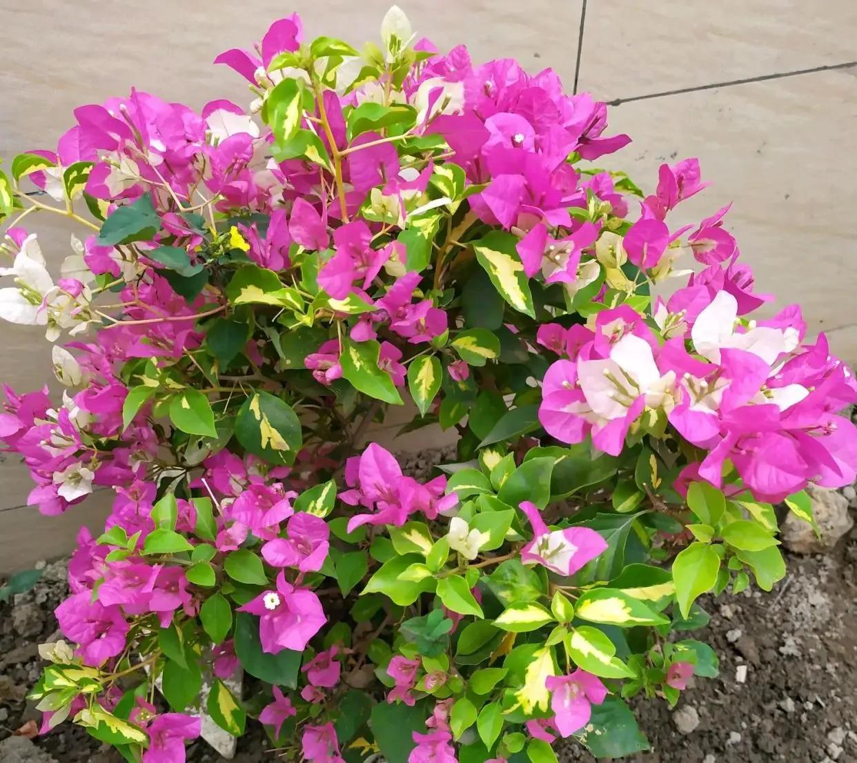 今年三角梅最火的品种,三角梅的品种图片及名称