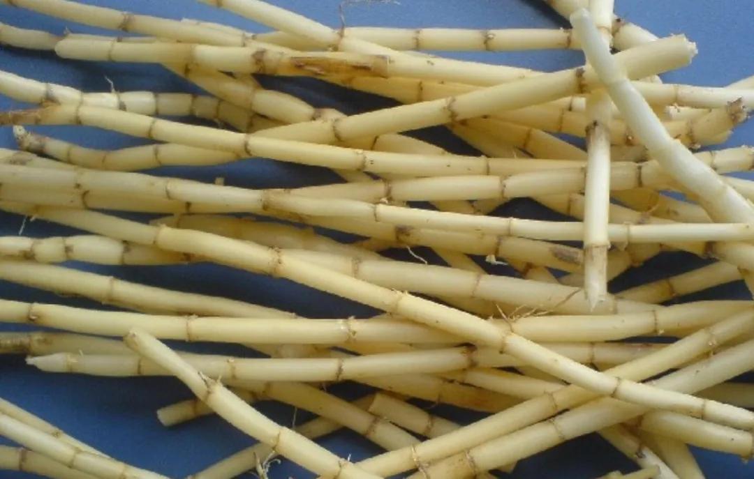 杜甫草堂简介及作用,杜甫草堂和武侯祠哪个需要讲解