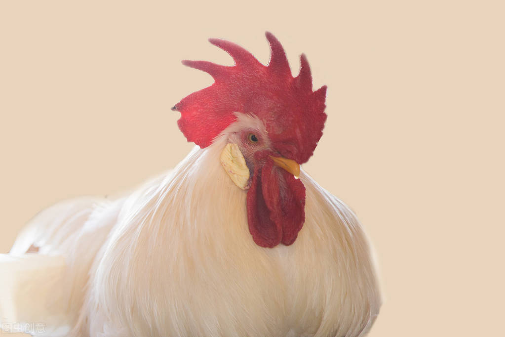 鸡得白血病如何防治,鸡白血病的诊断与防治