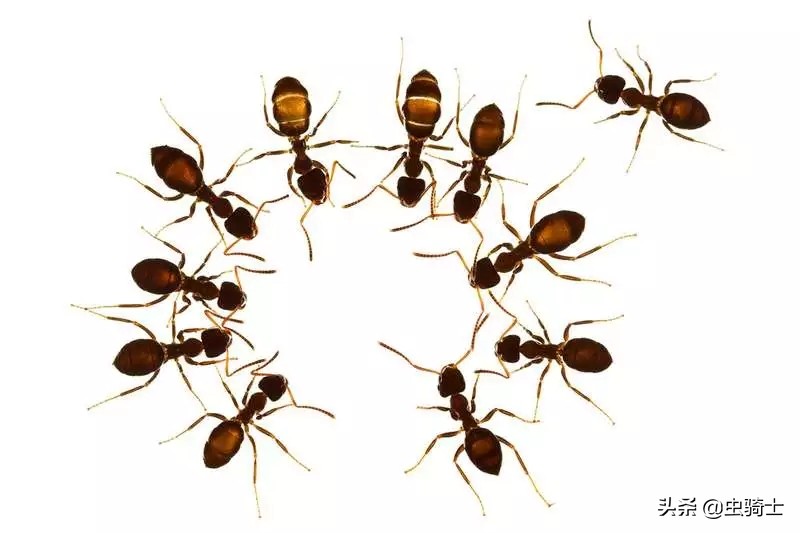 自然科普：昆虫也会生病，没想到有自我隔离、主动吃药的“医技”