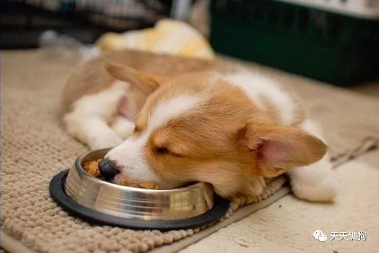 养好一只小狗的条件,如何养好小狗的视频