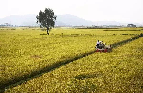 早稻价格最新行情,早稻最新行情分析