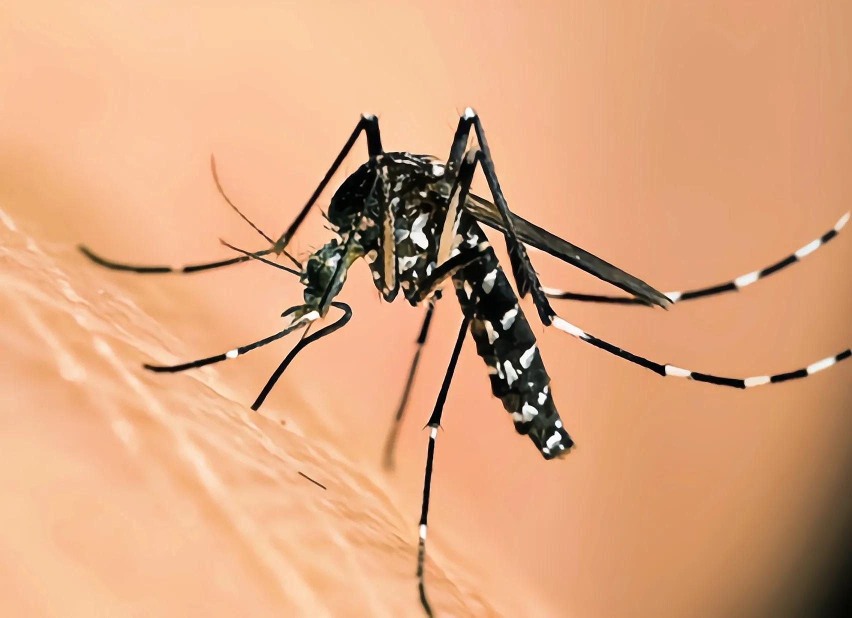 孩子蚊虫叮咬止痒药膏,蚊虫叮咬后眼睛肿怎么办