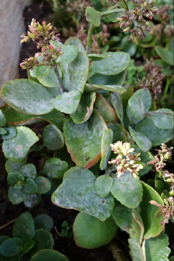 植物叶子上的白粉沫对人有危害吗,植物叶子上发现白色粉怎么处理