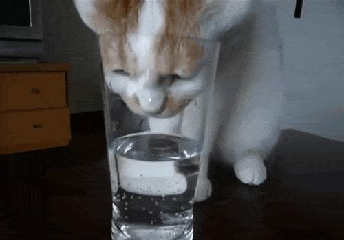 猫咪吃的卵磷脂跟鱼油有什么区别,猫咪补充卵磷脂还是掉毛