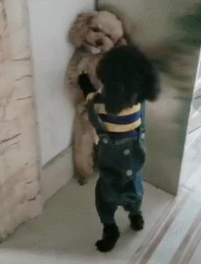 养狗，我劝你别养泰迪犬，原因有5个