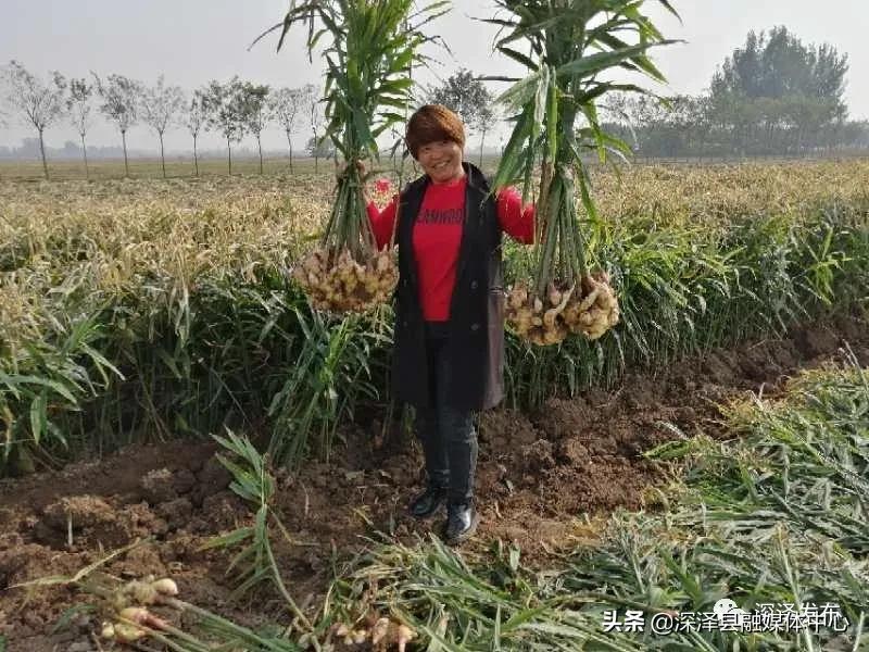 生姜种出脱贫致富路,贵州黔西生姜喜丰收村民采收忙