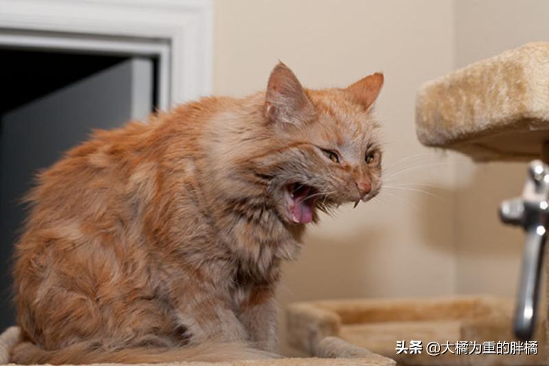 公猫总是叫唤个不停怎么回事,公猫老是叫个不停为什么