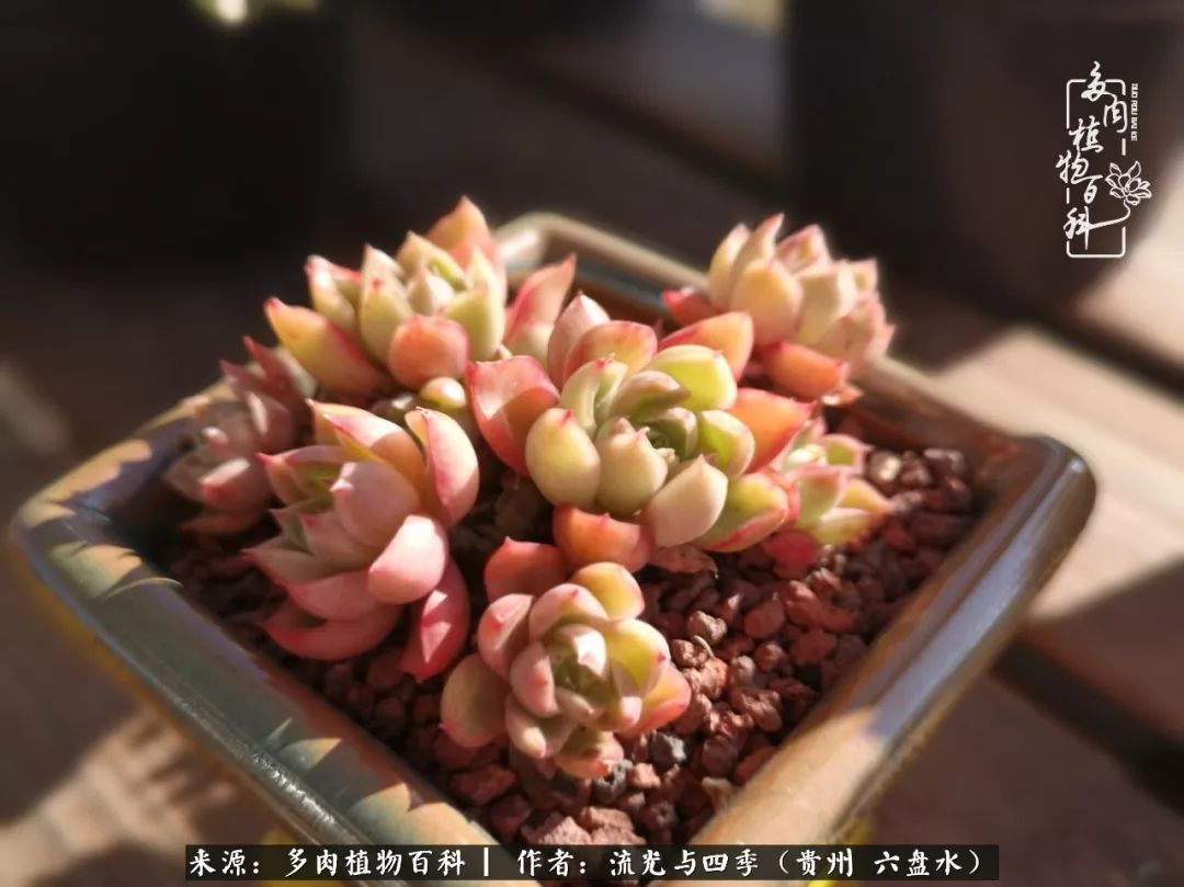 养多肉这几点新手必要知道,在养多肉的路上越走越远