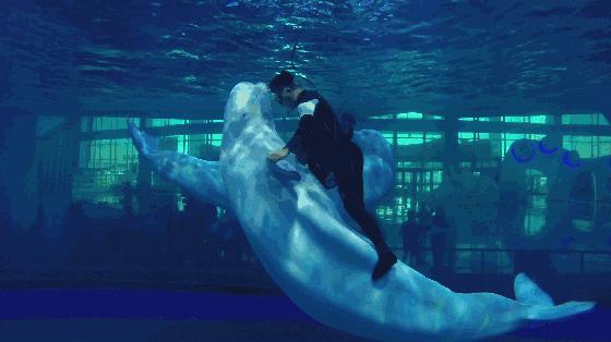 泉城欧乐堡海洋极地世界4点入园,全家游青岛极地海洋世界费用