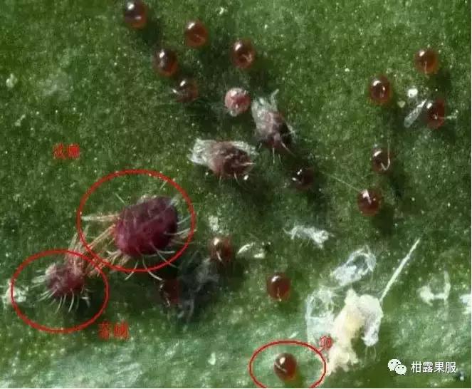 柑橘的常见病虫害和预防方法,柑橘新叶卷曲是什么虫害如何防治