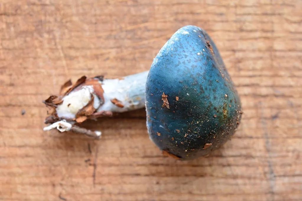 2019网络流行语大全及解释,2015年十大网络流行语图集解释