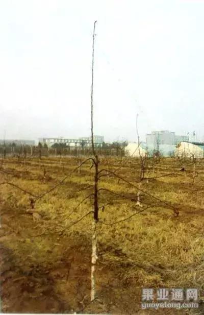 5年红富士苹果树冬季修剪技术,苹果树的冬季修剪技术视频