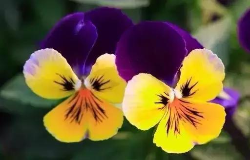 世界各国国花大开眼界美到爆,世界各国国花及国树