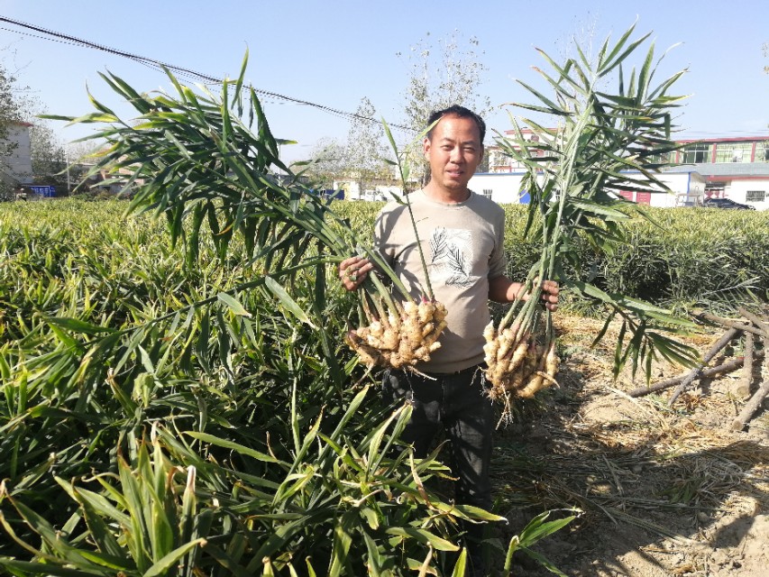 新蔡县河坞乡：生姜种植户年收入100多万元