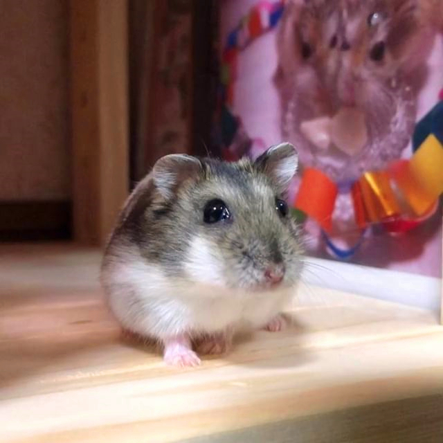 仓鼠粮食被老鼠偷吃了,仓鼠专吃鼠粮