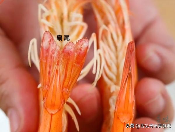 冻虾为什么不能买活虾,冻虾怎么选才是新鲜冻的