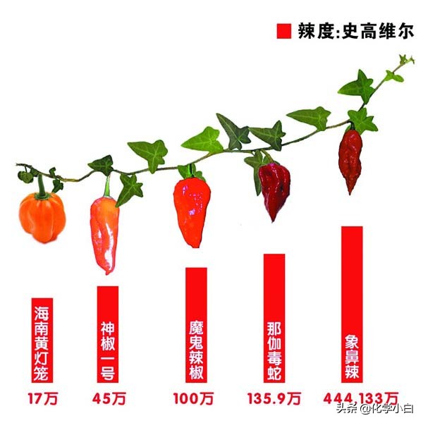 无辣不欢？“热”辣与“冷”辣——辣椒素VS异硫氰酸烯丙酯