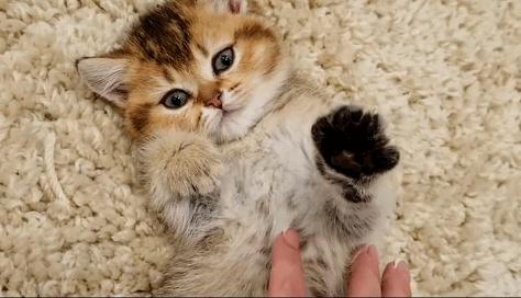 流泪猫猫头,流泪猫猫头抱小熊