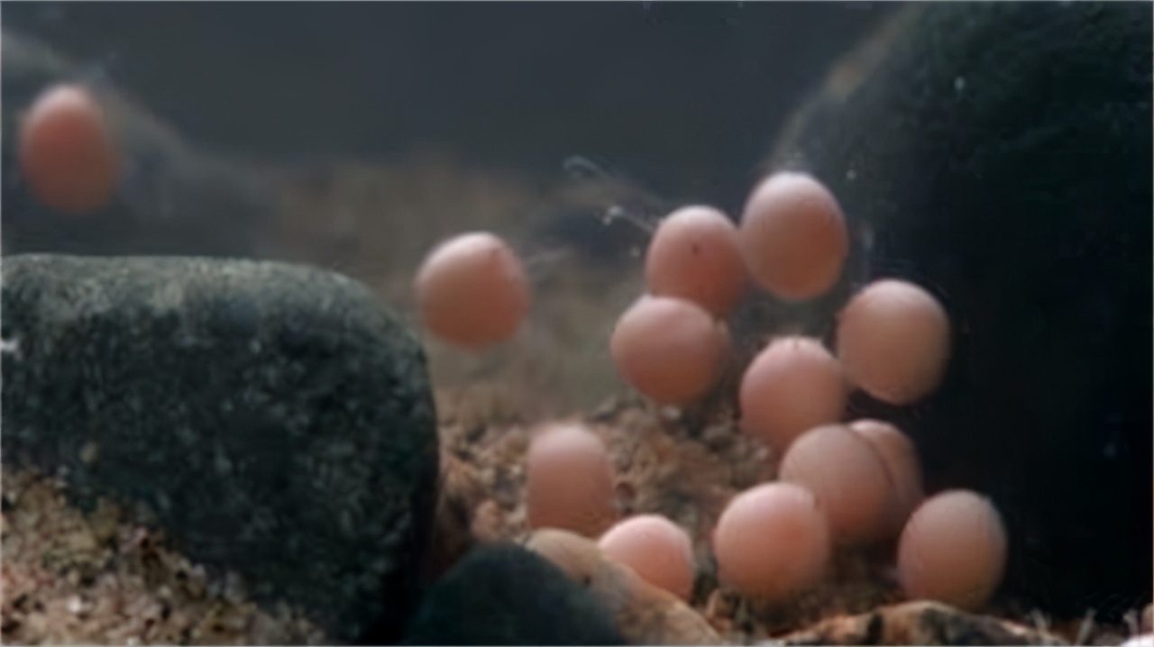 雄*交性**配和排尿器官二合一，雌性却分开，差异为何如此巨大？