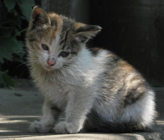 去除猫咪跳蚤最简单的方法,猫咪有跳蚤教你根除跳蚤的方法