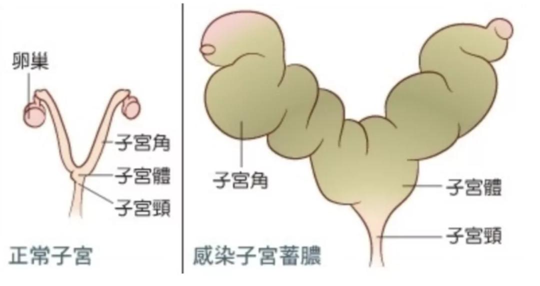 瀹犵埍鍥介檯鍔ㄧ墿鍖婚櫌闄㈣,瀹犵埍鍥介檯鍔ㄧ墿鍖婚櫌浣撳唴椹辫櫕