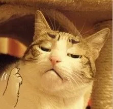 养猫包包,养猫保健药