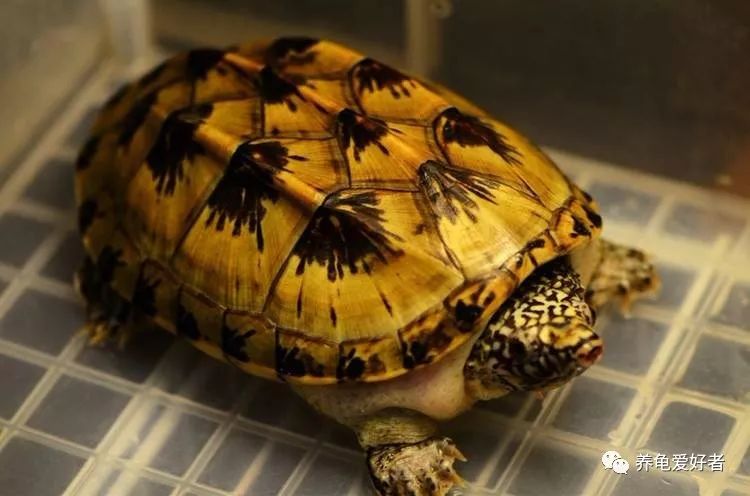 谁说乌龟跑得比人还快,谁说乌龟跑不快