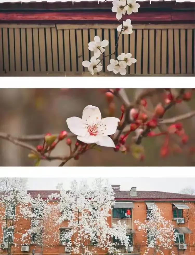 安徽省高校合肥理工,安徽省二类本科公办大学