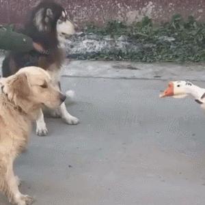 狗子偷吃猪手被发现,狗子被主人吓尿怎么办