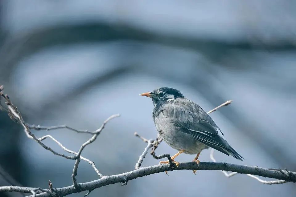 野外拍鸟用什么器材,拍鸟器材最佳配置
