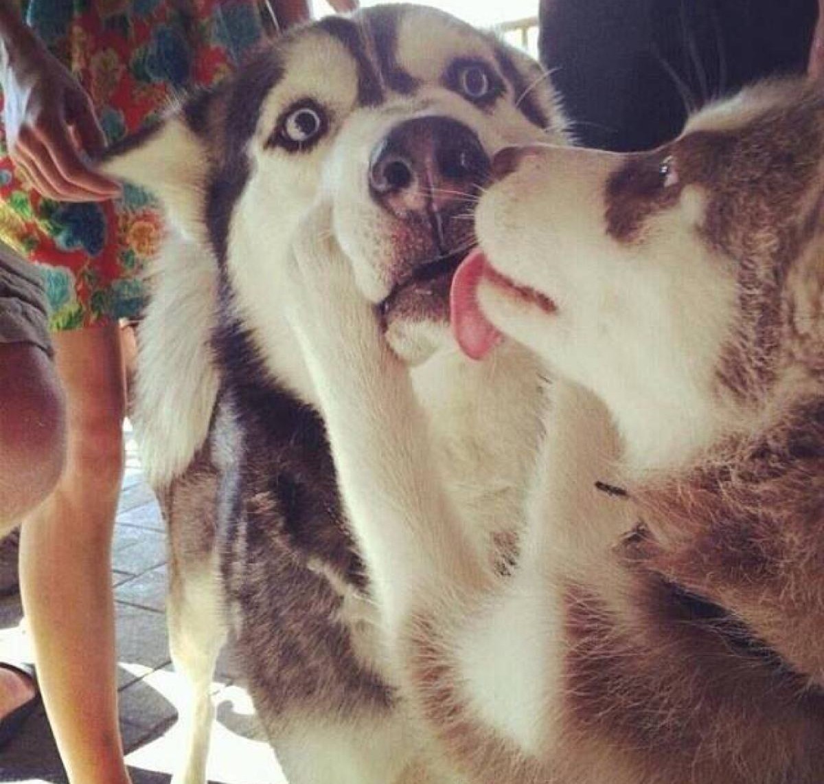 狗狗发情期如何应对？4招教你全面呵护