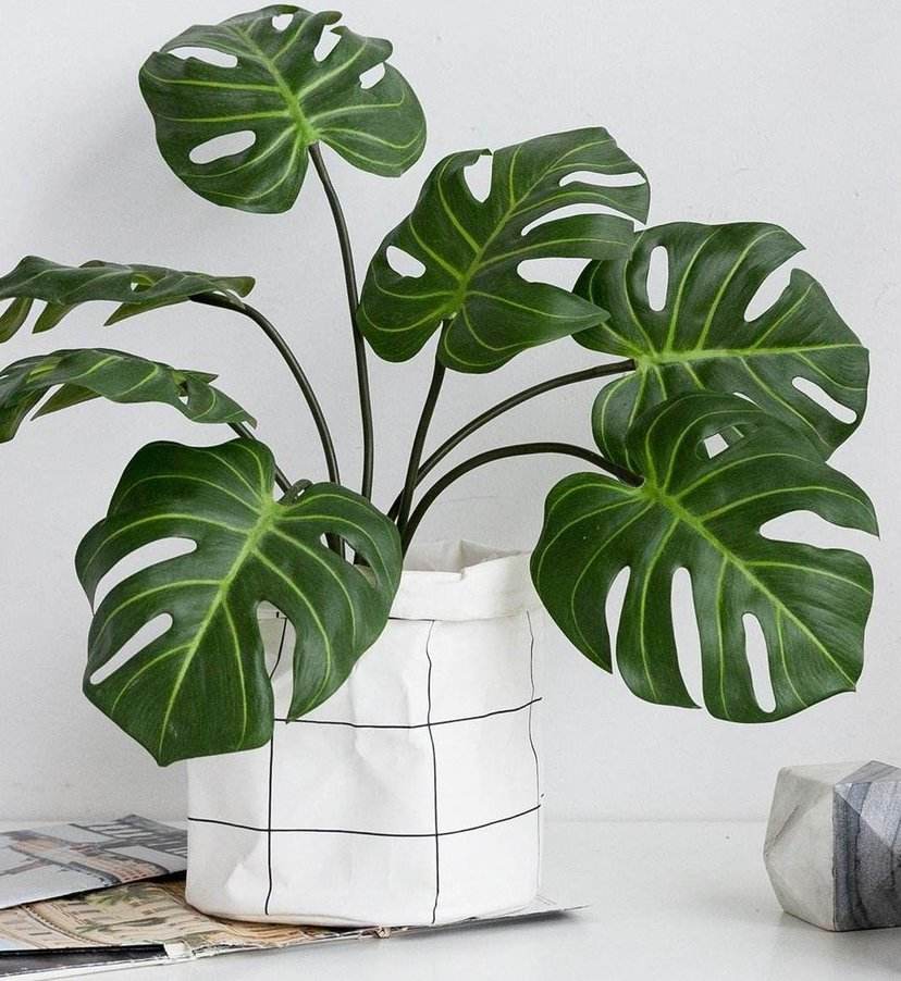 30种好看的盆栽花卉,最好养的大型室内盆栽