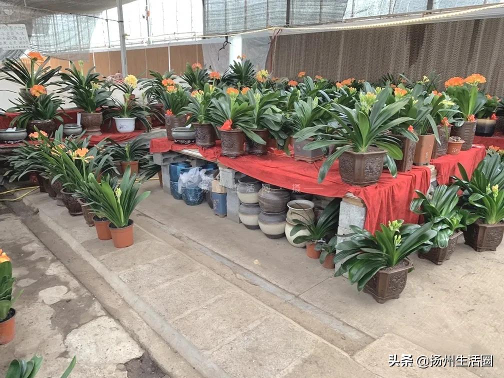 2元花盆批发,2元左右的花盆