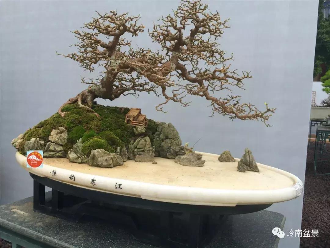 临水式金弹子盆景图片大全欣赏,看盆景展里赏心悦目的盆景