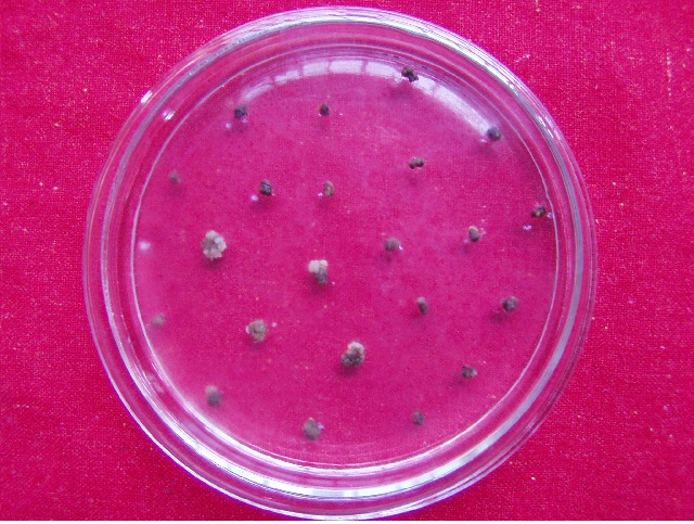 什么是转基因植物,植物转基因有什么是转不出来的