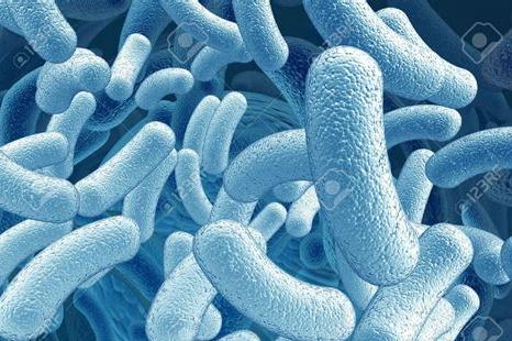 哪些益生菌有临床试验,国家认可的10种益生菌