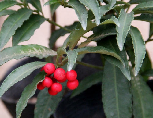 盆栽黄金万两的方法,黄金万两盆栽怎么才能结果