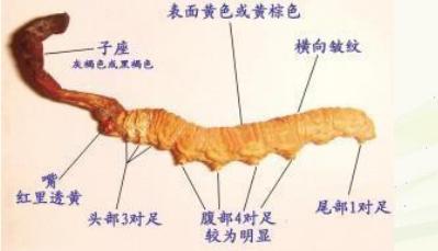 除了虫草还有什么补品,虫草跟冬虫夏草有什么区别