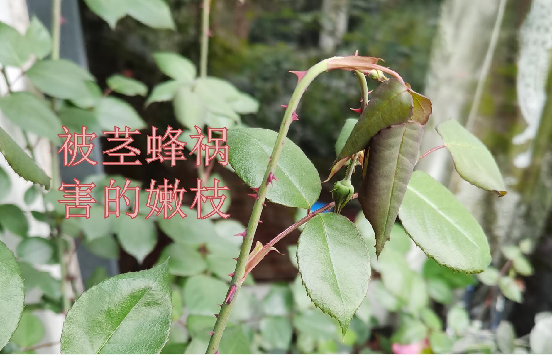 茎蜂危害的月季不剪会开花吗,月季如何防茎蜂