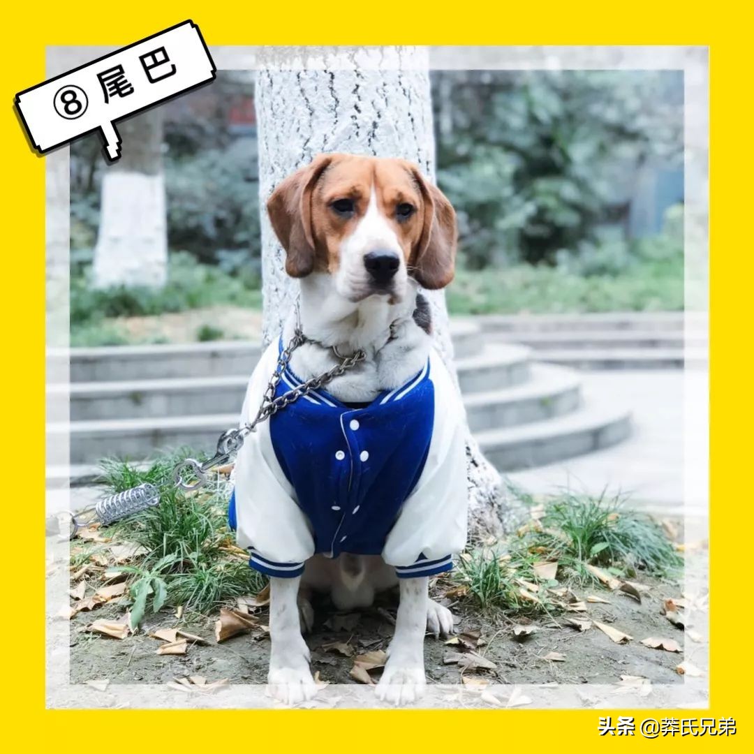 宠物秀场最新动态,亚宠展宠物时装秀人气火爆现场