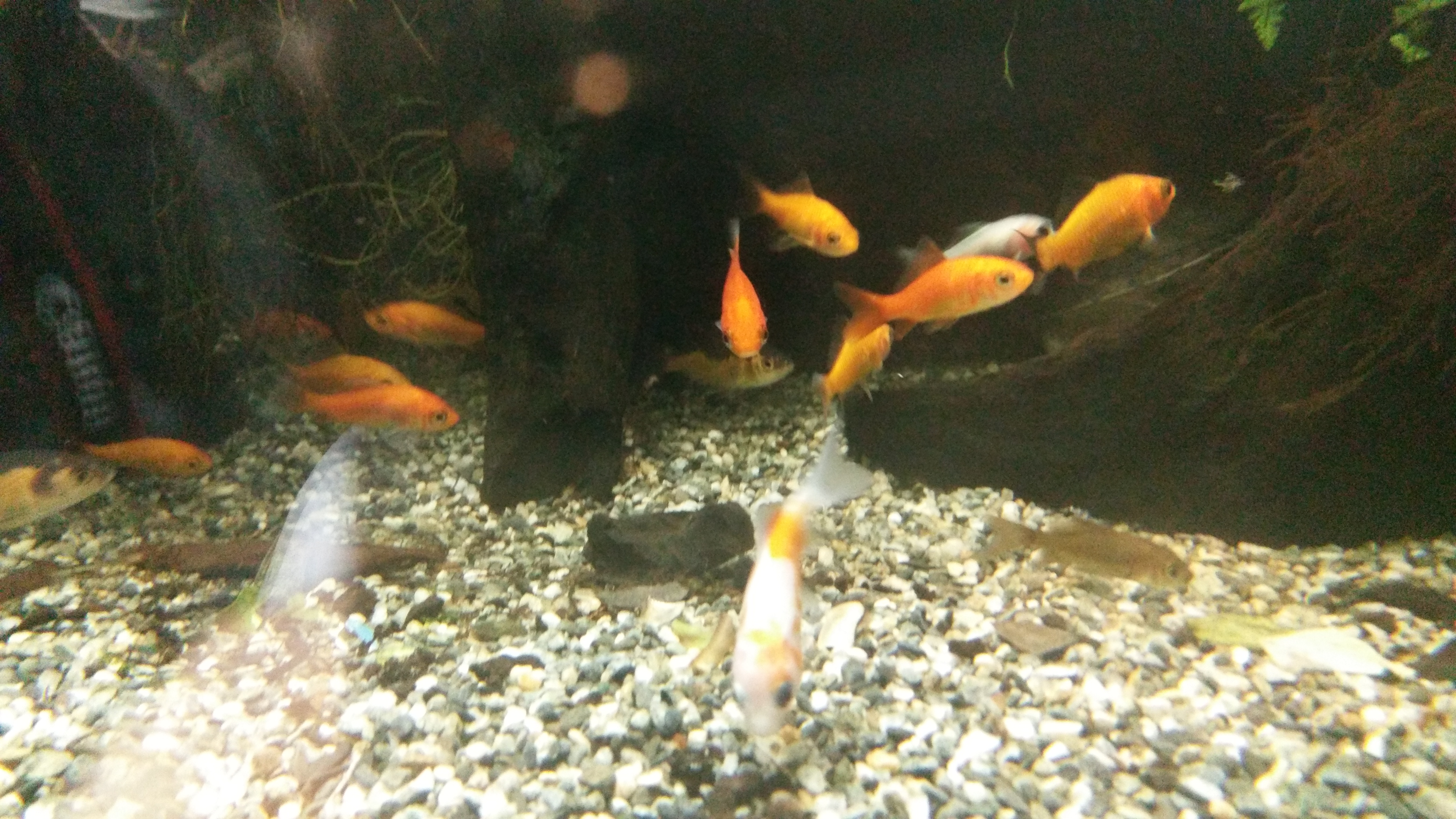 那些年我们一起养过的绿植,那些年我们一起养过的狗子