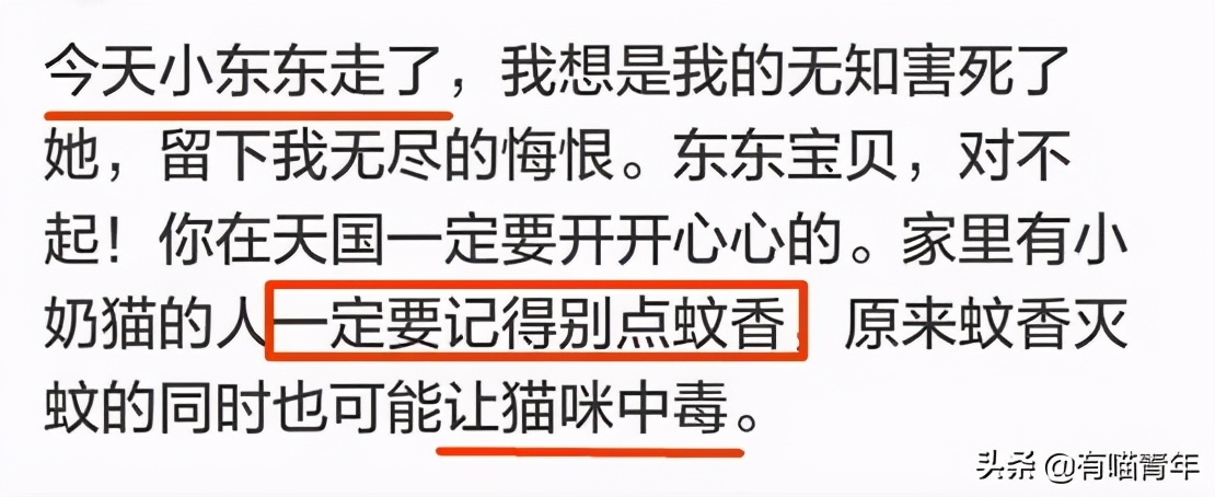 猫咪绿萝中毒会死吗,家里的绿萝在养猫之后死完了