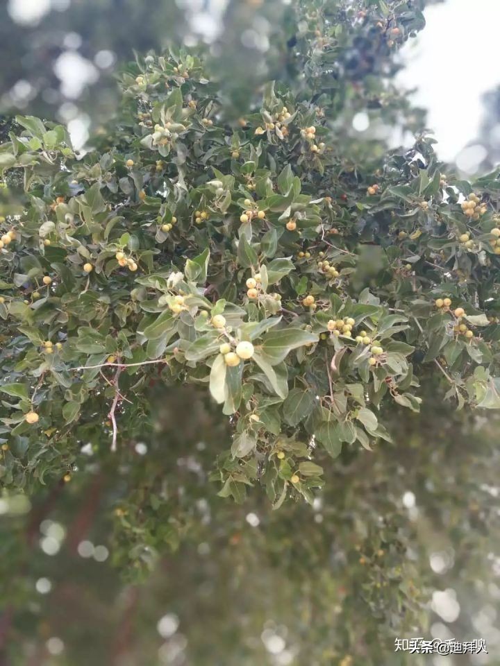 迪拜种一棵树,迪拜养一棵树成本