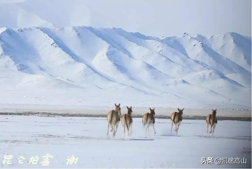 格尔木值得一去的地方,登玉珠峰游记攻略