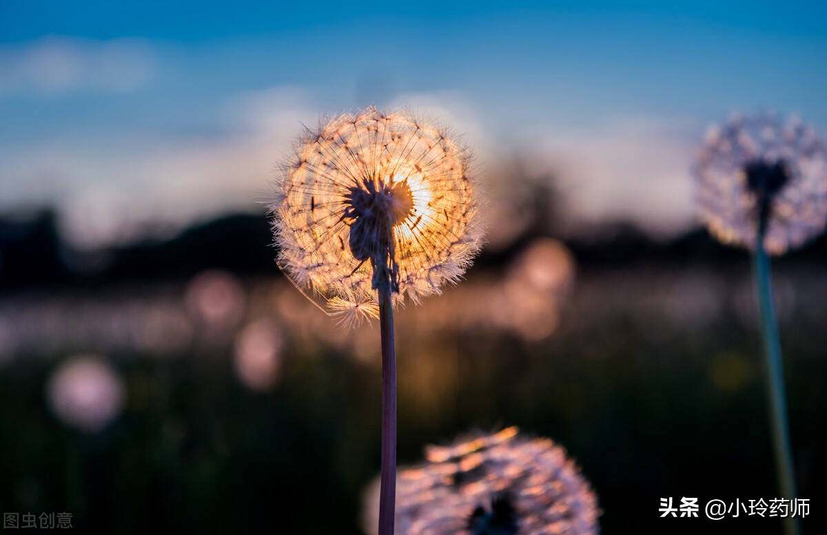 蒲公英茶治肝炎吗怎么喝,喝蒲公英茶对慢性肝炎有哪些好处