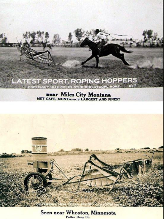 美国蝗灾最新真实视频,以前的蝗虫灾害都是怎么治理的